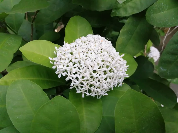 Západoindické Jasmín Bílý Květ — Stock fotografie