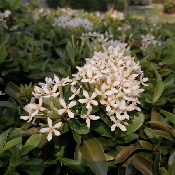 Západoindické Jasmín Bílý Květ — Stock fotografie