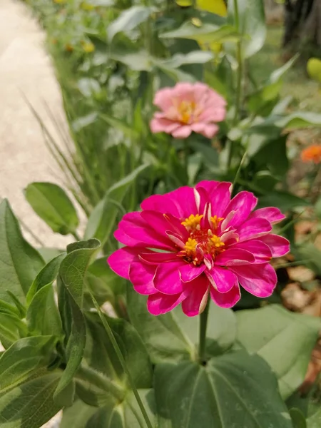Zinnia Elegansピンクの極性のビールの花がぼやけた自然を背景に庭に咲く — ストック写真