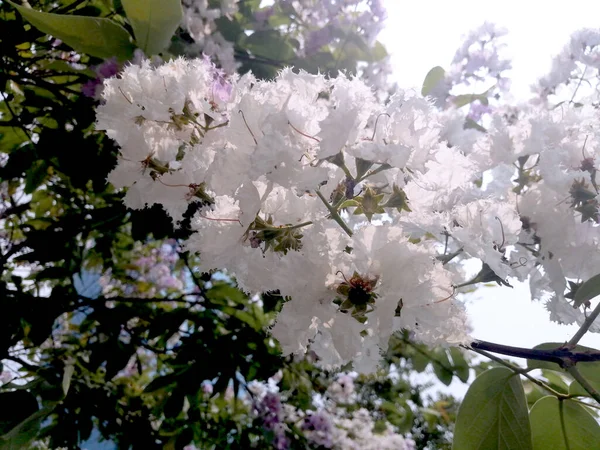 Bílá Flowering Crepe Myrtle Seeds Lagerstroemia Indica Shrub Mall Tree — Stock fotografie