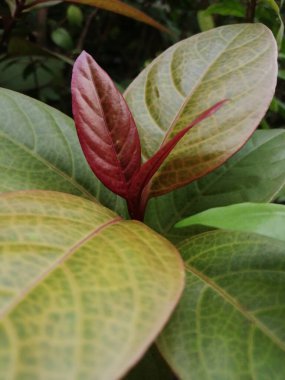 Yeşil Filiz yaprak, yaprak büyüyen. Yeni bir hayat kavramı bahar.