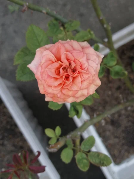 Lato Kwitnące Delikatną Różą — Zdjęcie stockowe