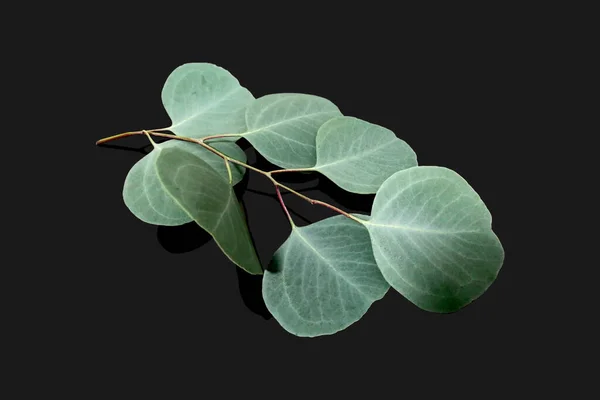 Eucalyptus Polyanthemos Hijau Organik — Stok Foto