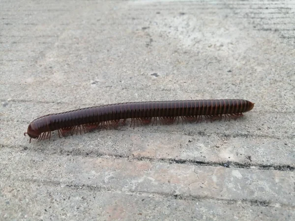 Millipede Sur Terrain Photo Réserve — Photo