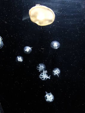 Moon jellyfish on drak background in aquarium stock photo clipart