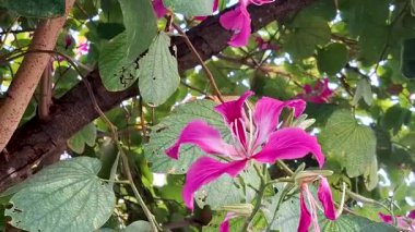 Güzel açan pembe Bauhinia purpurea çiçeğini kapatın..