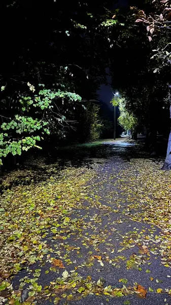 Yeni yıl arifesinde bir kediyle film izliyordum.