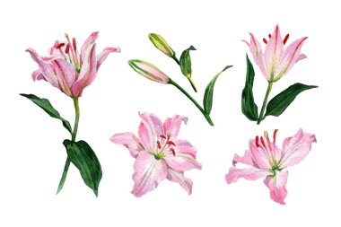 Watercolor pink lily flowers and flower buds collection clipart