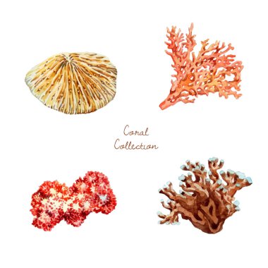 Suluboya farklı mercan elementleri koleksiyonu