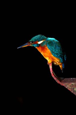 Kingfisher sitting on a rusty hook with Dark background Hunting