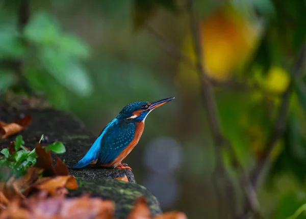Kingfisher Fechar Uma Parede Pedra — Fotografia de Stock