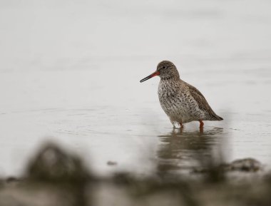 Redshank denizde yemek arıyor.