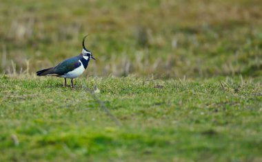 Yeşil bir alanda kameraya bakarak.