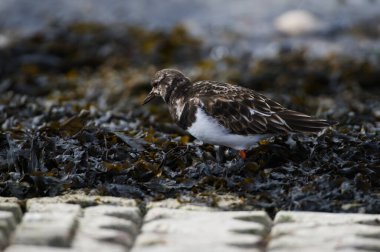 Yiyecek aramak için kıyıda dönüm noktası