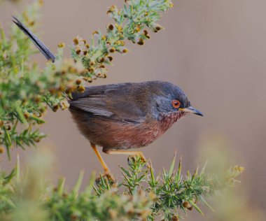 Dartford bülbülü, yakın bir dalda.