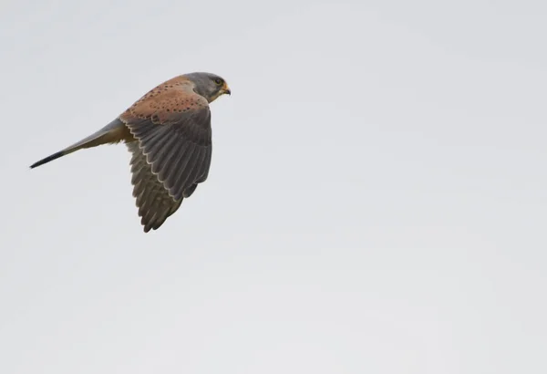 stock image Common kestrel flying across the photo