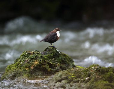 Kaya Yeşil Yosun 'un üzerinde Dipper Suyun yanında