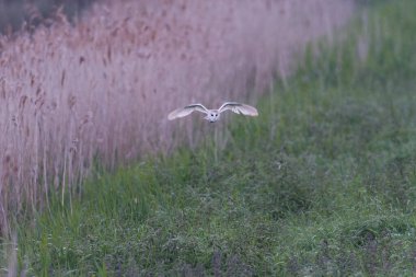 Ahır Baykuşu çimlerin üzerinde uçuyor