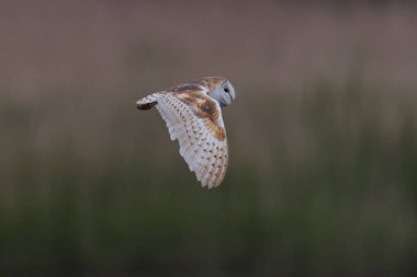 Sazlıkların üzerinden uçan ahır kuşu kanatlarını indirir