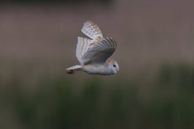 Sazlıkların üzerinde uçan baykuş Kanatları yakın