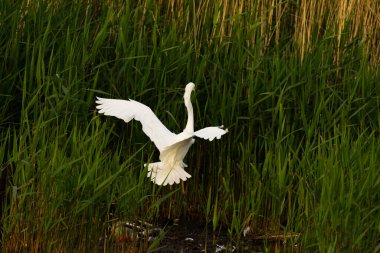 Büyük Akbalıkçıl sazlıklarda karaya çıkar ördekler ayaklarda
