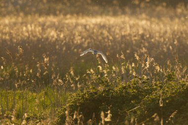 Sazlıkların üzerinde uçan altın rengi ışıktaki ahır kuşu.