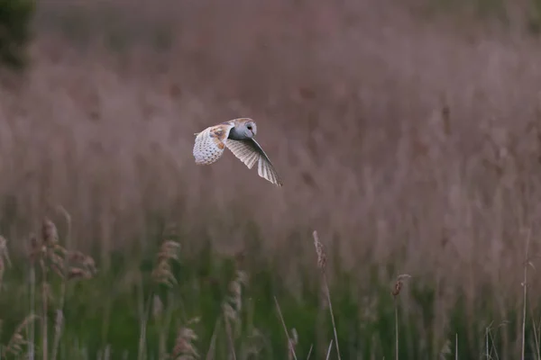Barn Owl Flying Reeds — Stock Photo, Image