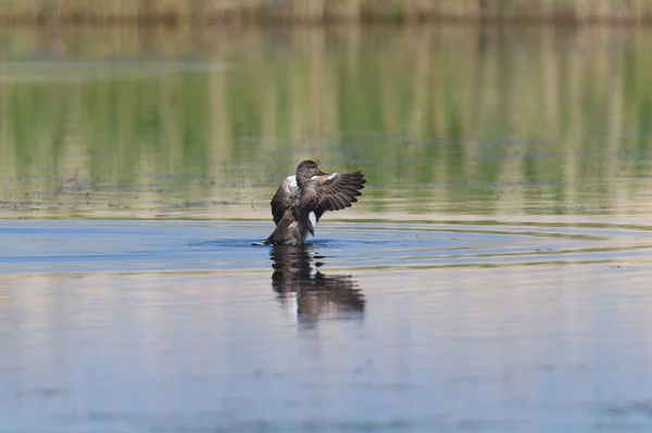 ガドウォールダック水に羽を伸ばす — ストック写真