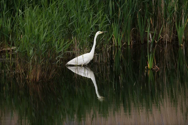 stock image Great Egret hunting in water ducks at feet