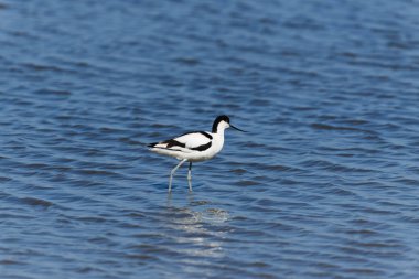 Pied Avocet gölde