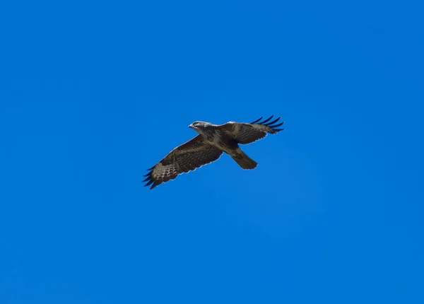 青い夏の空を飛ぶバザード — ストック写真