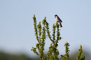 Reed Bunting, güzel yeşil çalıların üzerinde, güneşin doğuşunda şarkı söylüyor.