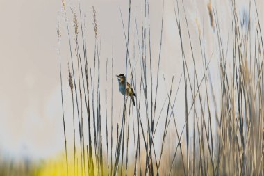 Sazlıklarda çalı bülbülü Sabahın ilk ışıklarında bir eş için şarkı söyler