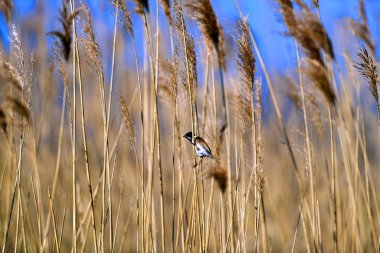 Reed Bunting sıkıca tutunuyor.