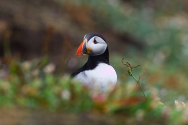 Sola bakan bir dalın yanında martı