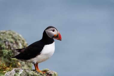 Uçurumun kenarındaki martı denizi izliyor.