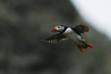 Balıkçıl. Kıyıdaki yemeğim nefis.