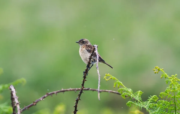 Stonechat Green Burry Background Sitting Branch — Stock Photo, Image