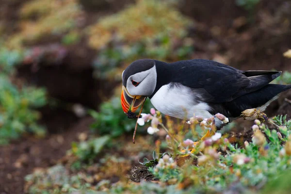 Puffin Collecting Nesting Mud Dirt — Stock Photo, Image