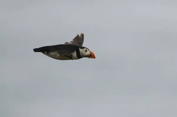 Flying Puffin — Stock Photo, Image