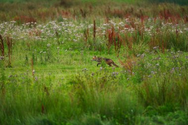Çimenlerde yiyecek arayan tilki.