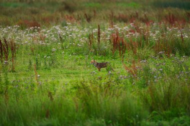 Yeşil çayırlarda yiyecek arayan tilkiler.