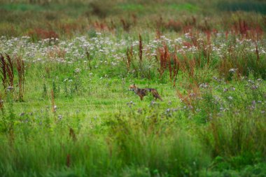 Çayırdaki tilki yiyecek arıyor.
