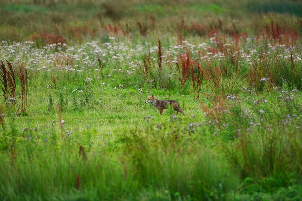 Çayırdaki tilki yiyecek arıyor.