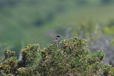 Erkek Taşkesici bir sonraki dala atlamaya hazır.