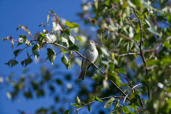 Williow Warbler Ett Träd Sjunger — Stockfoto