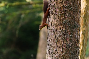Bir ağacın kenarındaki kırmızı sincap devrildi.