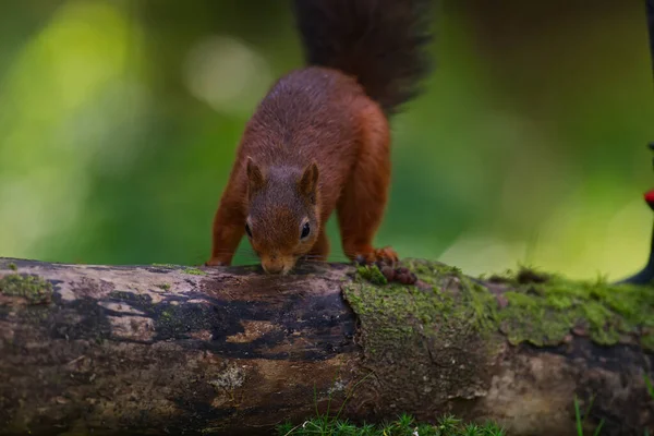 Esquilo Vermelho Toco Árvore Farejando — Fotografia de Stock