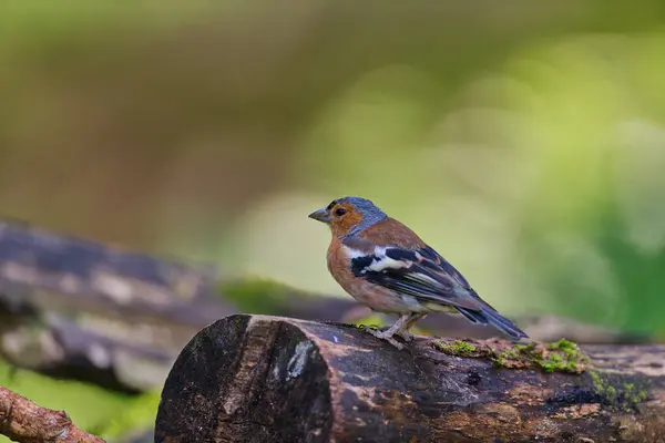 Chaffinch bird on a old log looking around