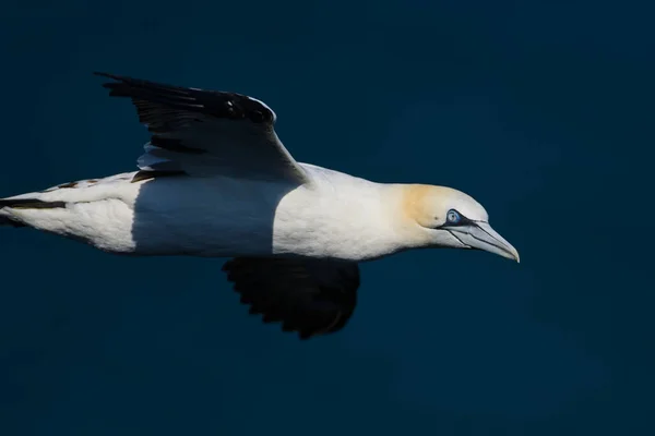 Gannet Volando Con Fondo Cielo Azul —  Fotos de Stock